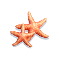 bikini paradise h starfish