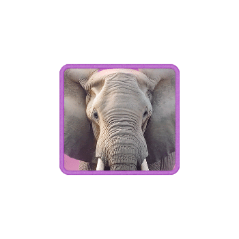 safariwilds_elephant