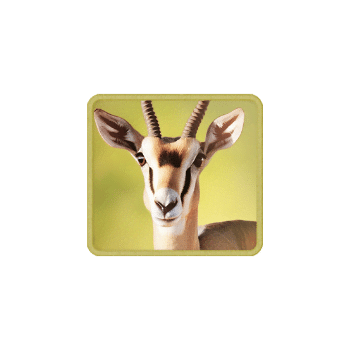 safariwilds_gazelle