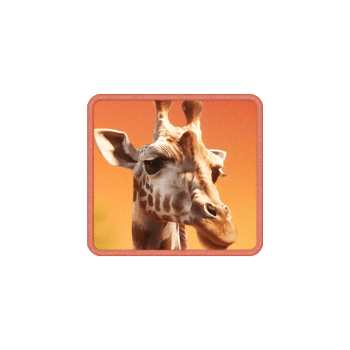 safariwilds_giraffe