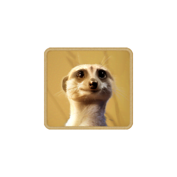 safariwilds_meerkat
