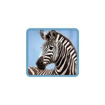 safariwilds_zebra