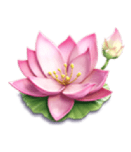 DragonLegend LotusFlower