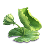 DragonLegend Seed